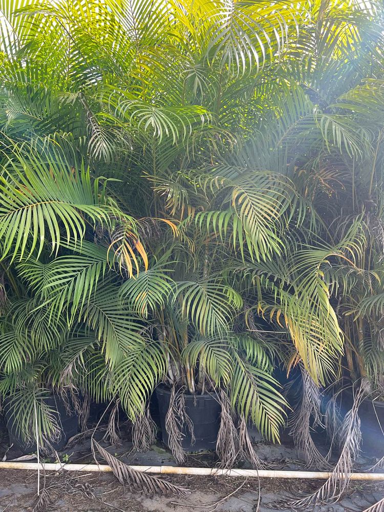 veitchia-merrillii-christmas-palm-adonidia-merrillii