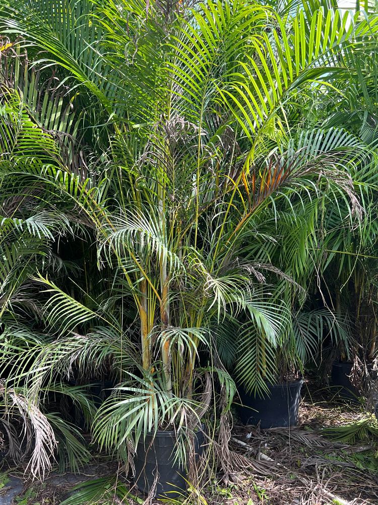 veitchia-merrillii-christmas-palm-adonidia-merrillii