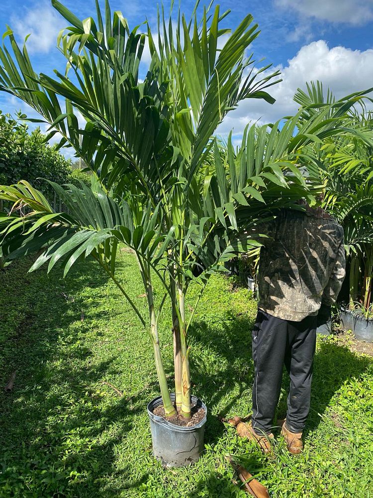 veitchia-merrillii-christmas-palm-adonidia-merrillii