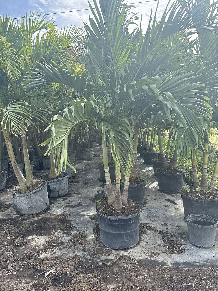 veitchia-merrillii-christmas-palm-adonidia-merrillii