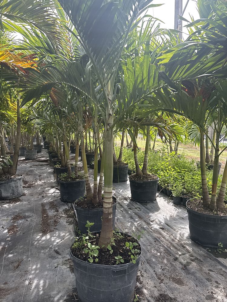 veitchia-merrillii-christmas-palm-adonidia-merrillii