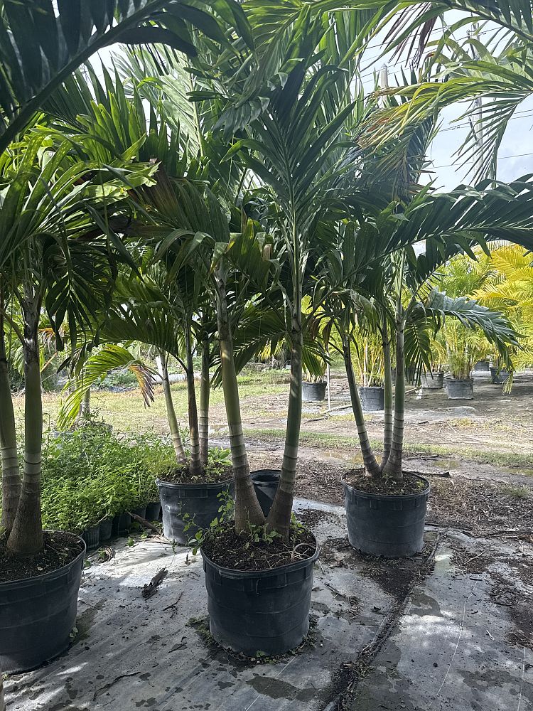 veitchia-merrillii-christmas-palm-adonidia-merrillii