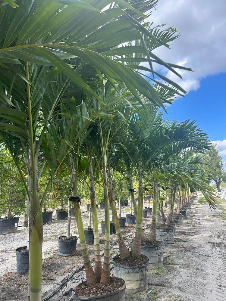 veitchia-merrillii-christmas-palm-adonidia-merrillii