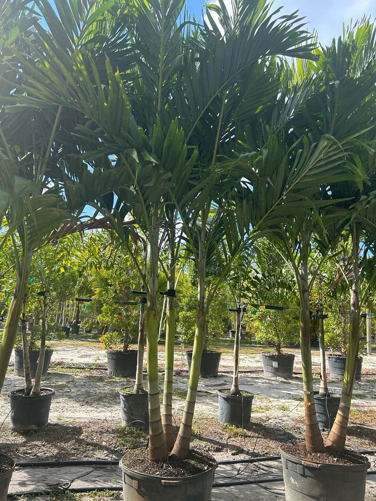 veitchia-merrillii-christmas-palm-adonidia-merrillii