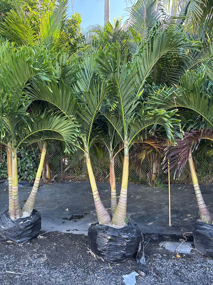 veitchia-merrillii-christmas-palm-adonidia-merrillii