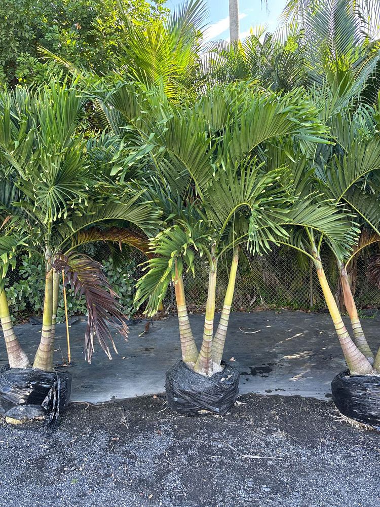 veitchia-merrillii-christmas-palm-adonidia-merrillii