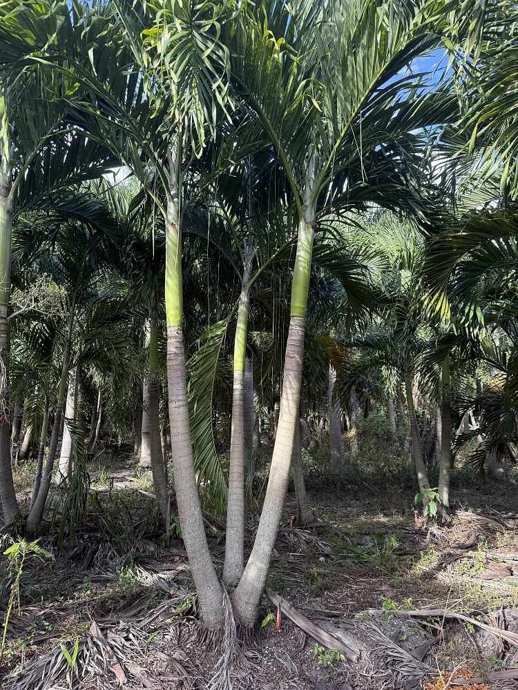 veitchia-merrillii-christmas-palm-adonidia-merrillii