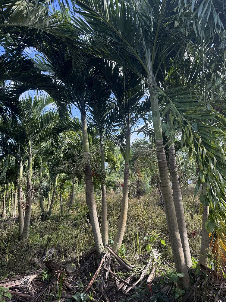 veitchia-merrillii-christmas-palm-adonidia-merrillii