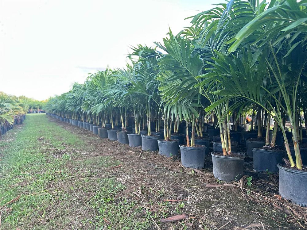 veitchia-merrillii-christmas-palm-adonidia-merrillii