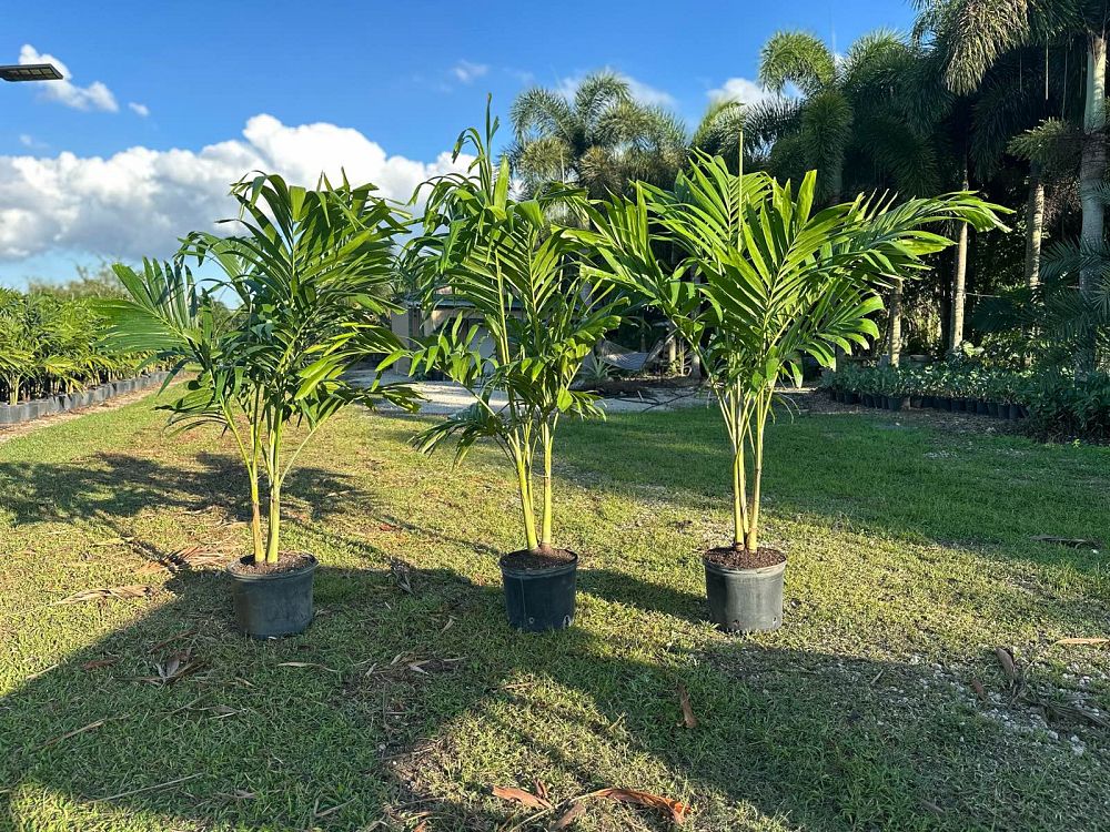 veitchia-merrillii-christmas-palm-adonidia-merrillii