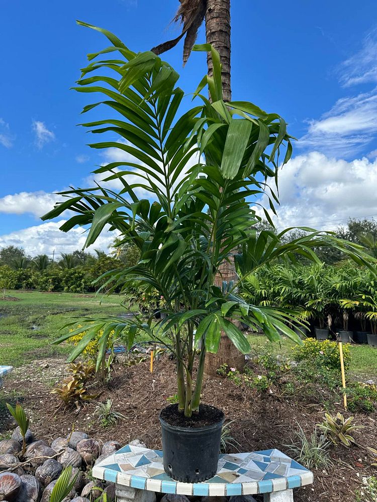 veitchia-merrillii-christmas-palm-adonidia-merrillii