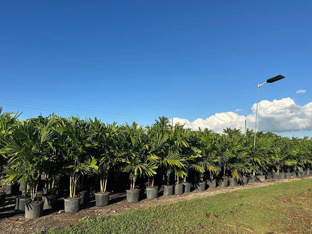 veitchia-merrillii-christmas-palm-adonidia-merrillii