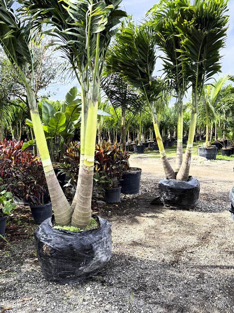 veitchia-merrillii-christmas-palm-adonidia-merrillii