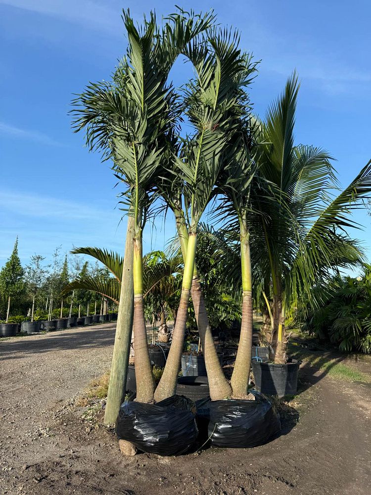 veitchia-merrillii-christmas-palm-adonidia-merrillii