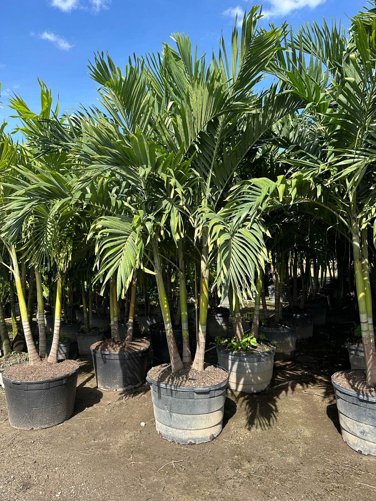 veitchia-merrillii-christmas-palm-adonidia-merrillii