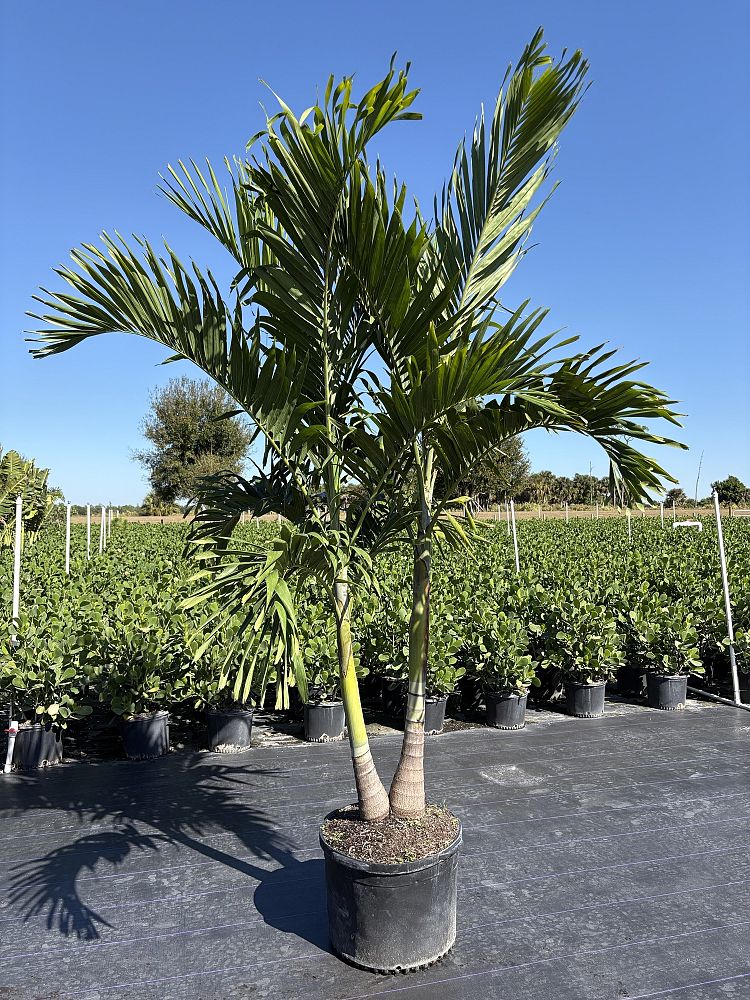 veitchia-merrillii-christmas-palm-adonidia-merrillii