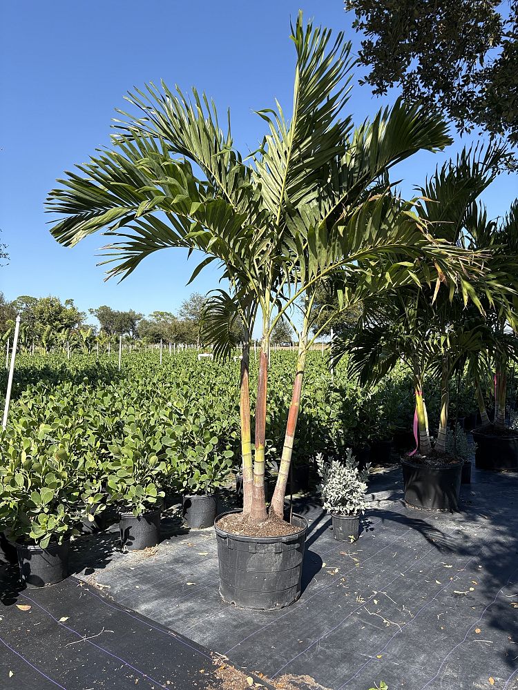 veitchia-merrillii-christmas-palm-adonidia-merrillii