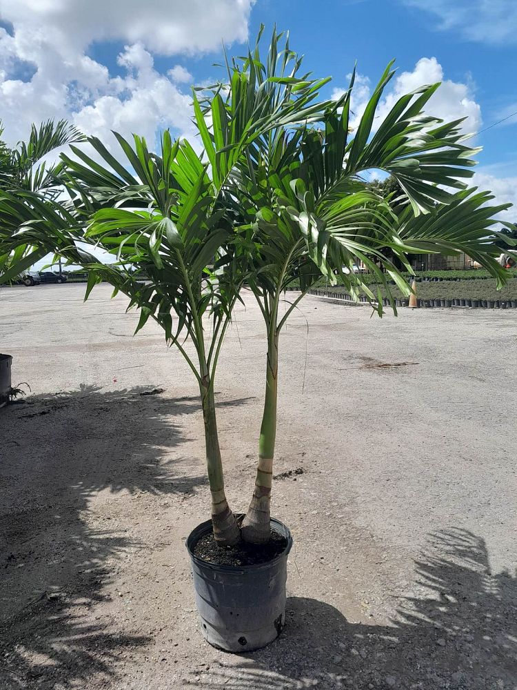 veitchia-merrillii-christmas-palm-adonidia-merrillii