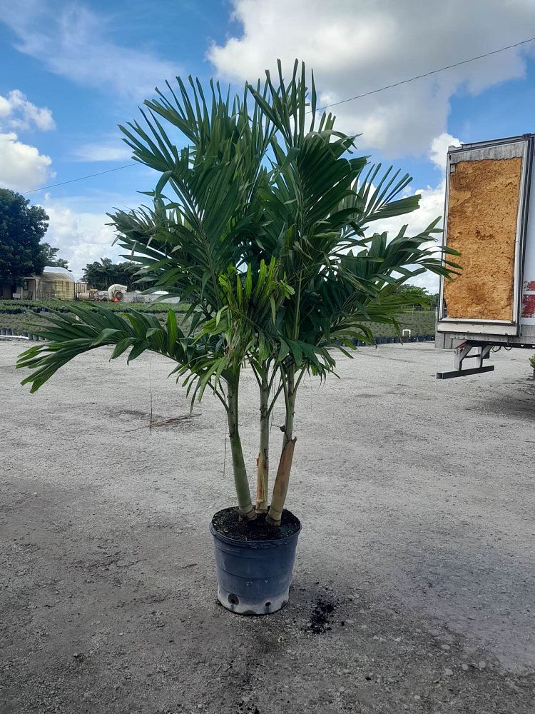 veitchia-merrillii-christmas-palm-adonidia-merrillii