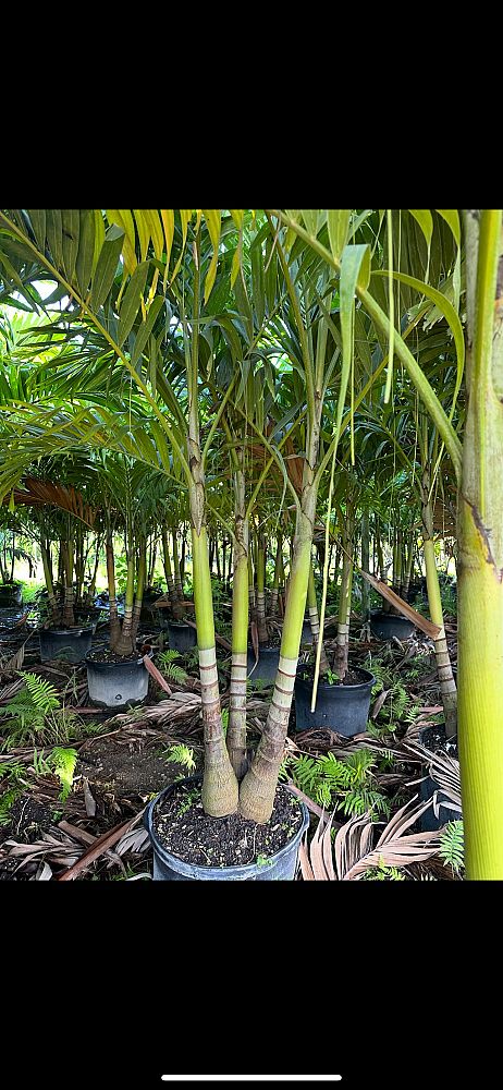 veitchia-merrillii-christmas-palm-adonidia-merrillii