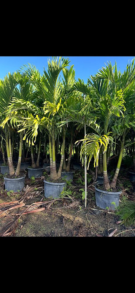 veitchia-merrillii-christmas-palm-adonidia-merrillii