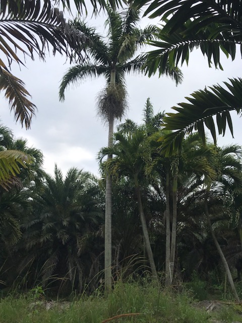 veitchia-montgomeryana-x-wodyetia-bifurcata