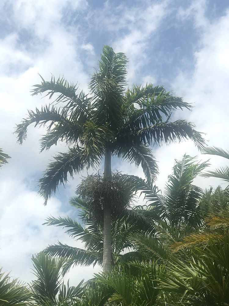 veitchia-montgomeryana-x-wodyetia-bifurcata