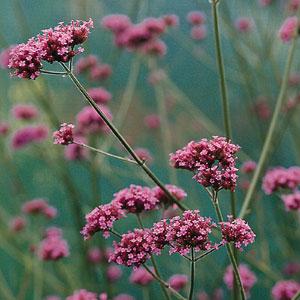 verbena-bonariensis-bonariensis-brazilian-verbena