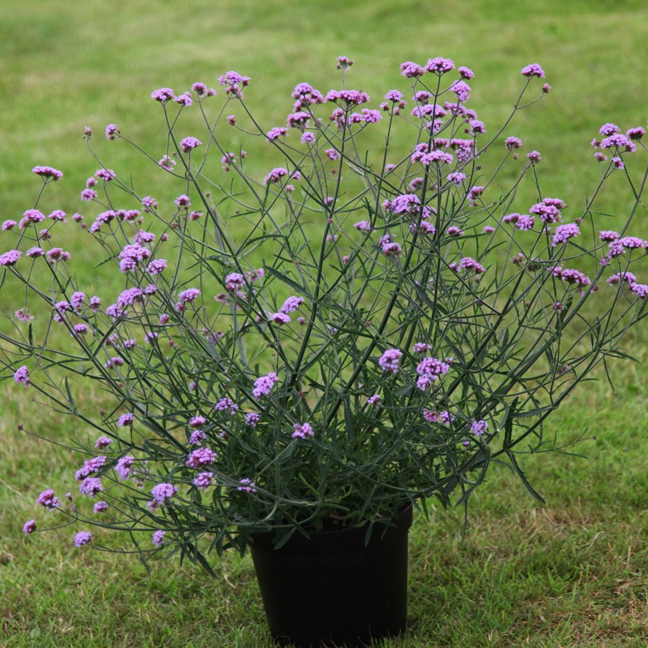 verbena-bonariensis-lollipop-brazilian-verbena