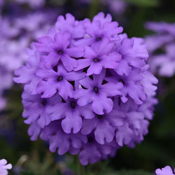 verbena-endurascape-blue