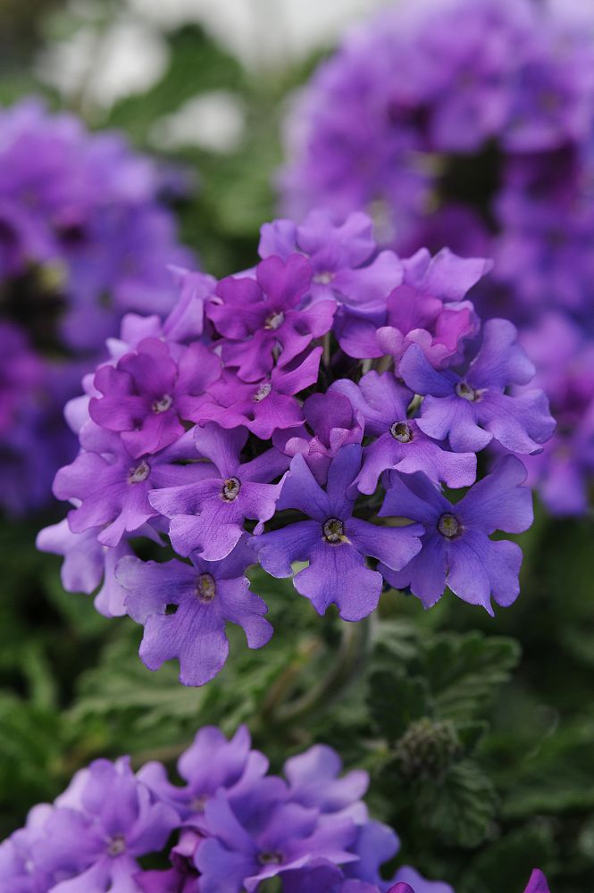 verbena-endurascape-blue
