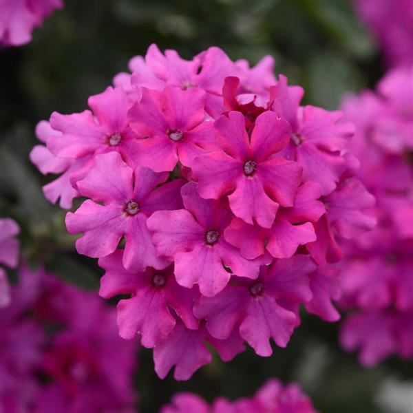 verbena-endurascape-magenta