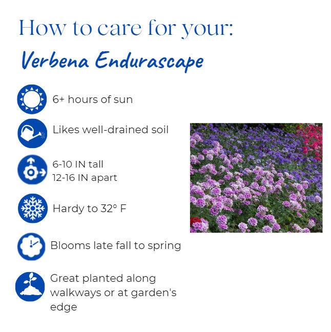 verbena-endurascape-magenta