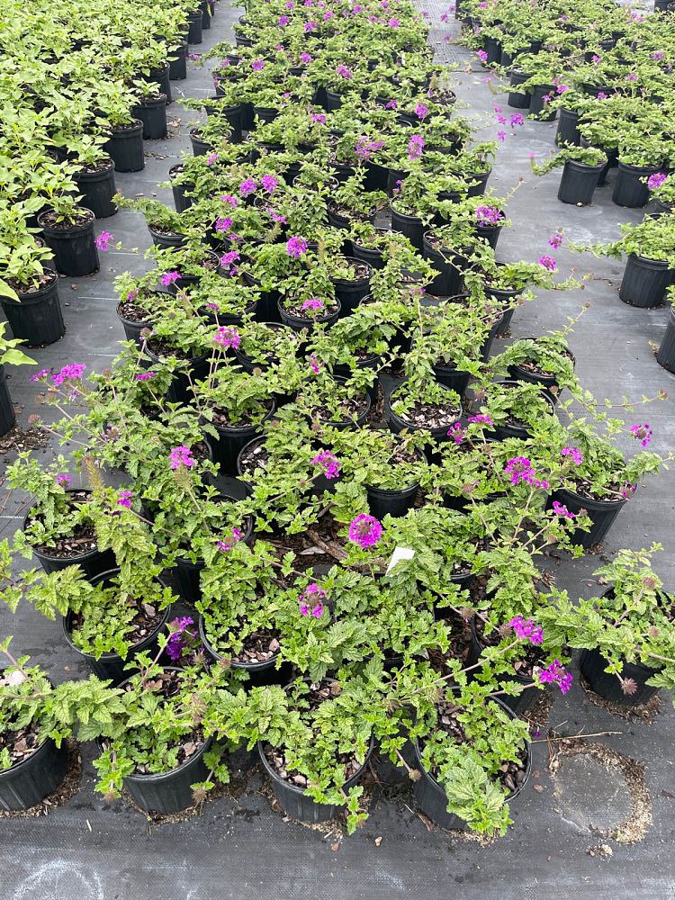 verbena-homestead-purple