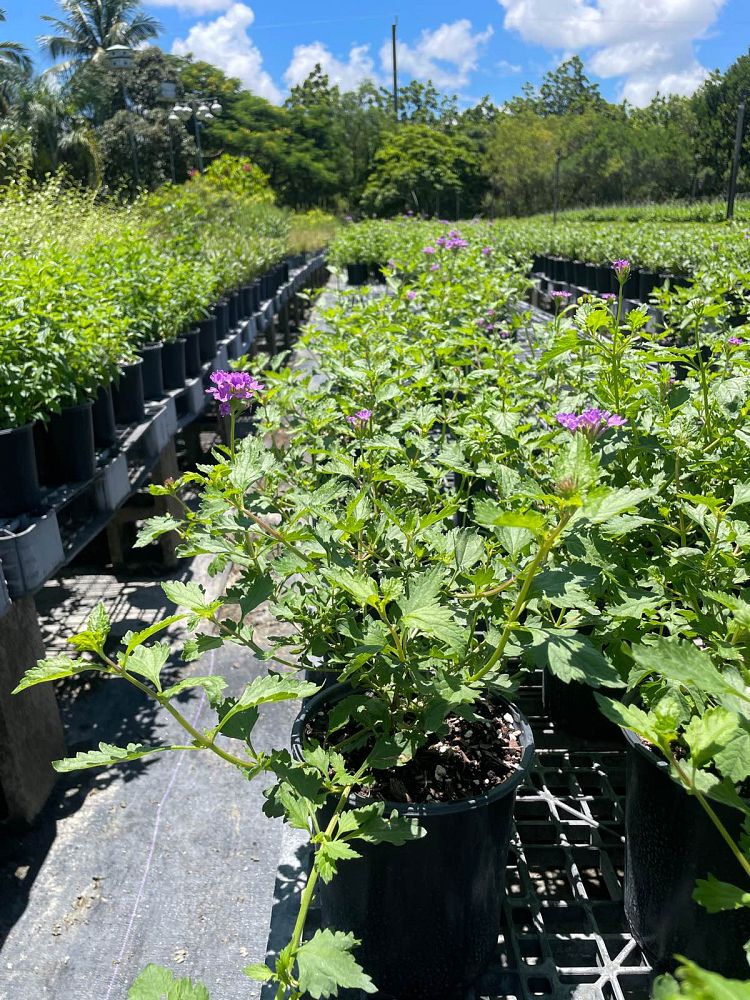 verbena-maritima-glandularia-maritima-beach-verbena