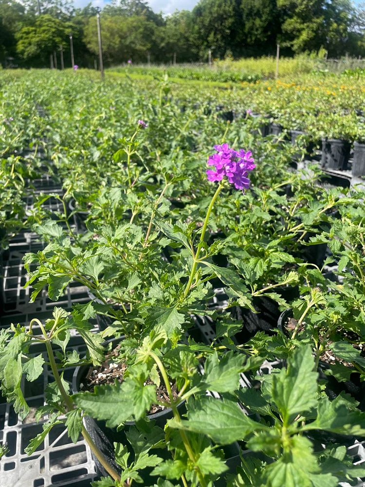 verbena-maritima-glandularia-maritima-beach-verbena