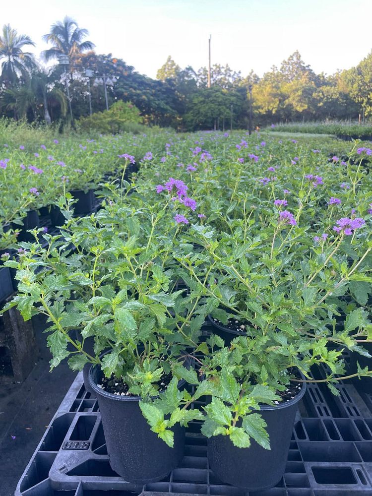 verbena-maritima-glandularia-maritima-beach-verbena
