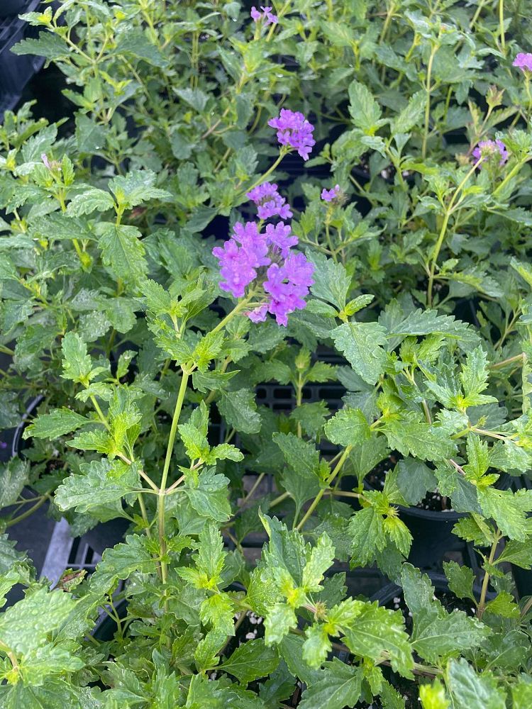 verbena-maritima-glandularia-maritima-beach-verbena