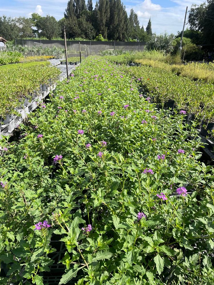 verbena-maritima-glandularia-maritima-beach-verbena