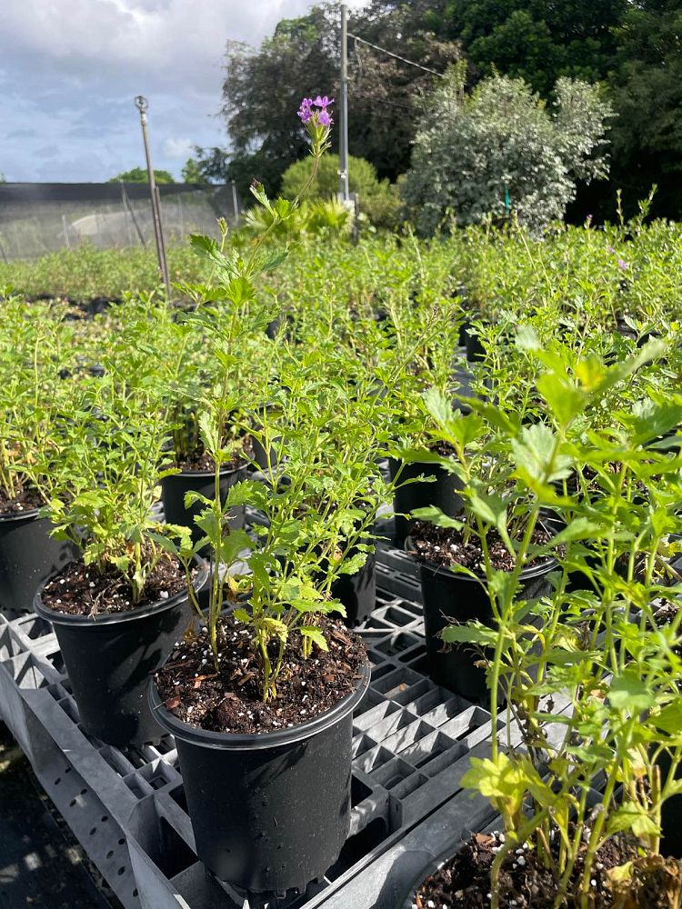 verbena-maritima-glandularia-maritima-beach-verbena