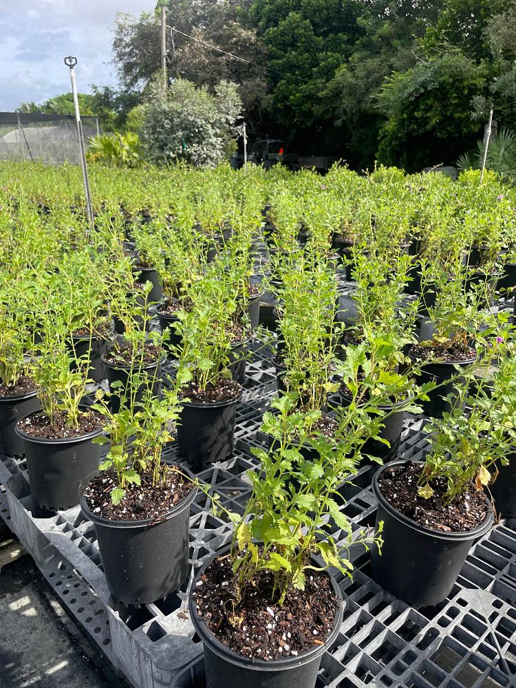 verbena-maritima-glandularia-maritima-beach-verbena