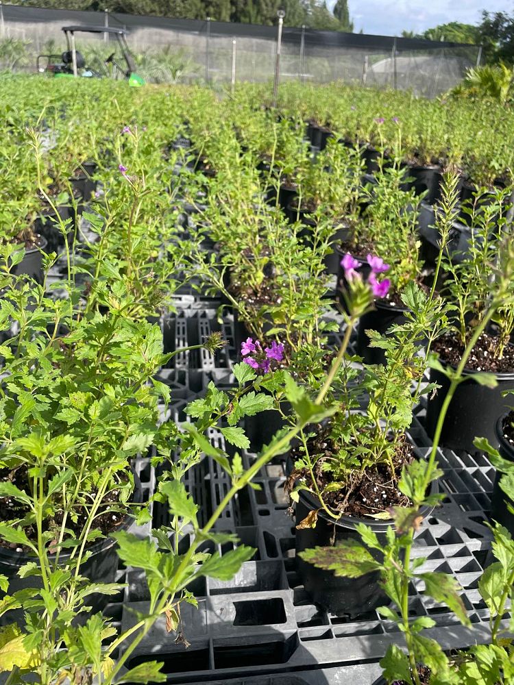 verbena-maritima-glandularia-maritima-beach-verbena