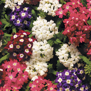 verbena-obsession-eye-mix