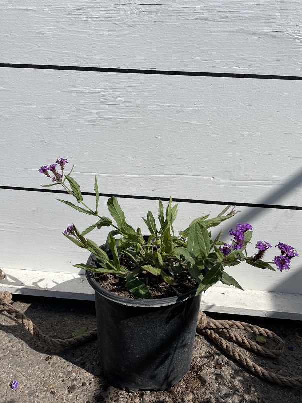 verbena-rigida-sandpaper-verbena-stiff-verbena-rough-verbena