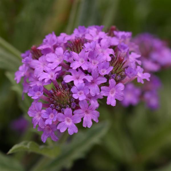 verbena-rigida-santos-sandpaper-verbena-stiff-verbena-rough-verbena