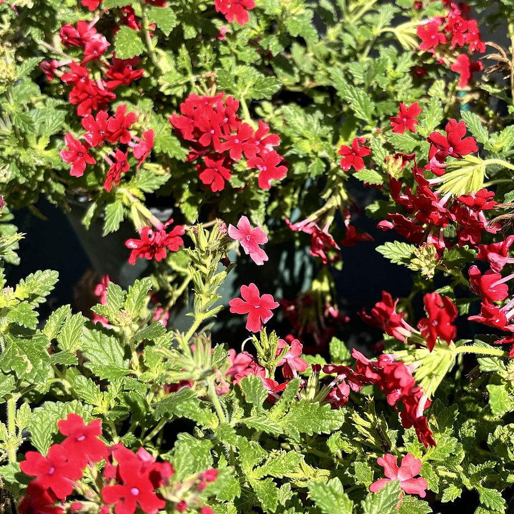 verbena-spp