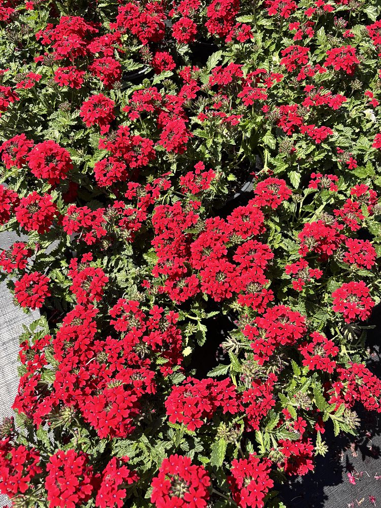verbena-spp