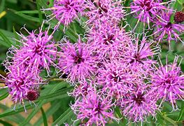 vernonia-angustifolia-plum-peachy-narrow-leaf-ironweed