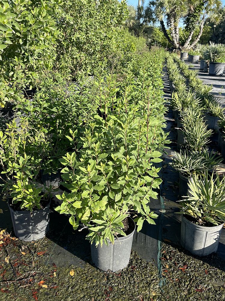 vernonia-gigantea-gigantea-giant-ironweed