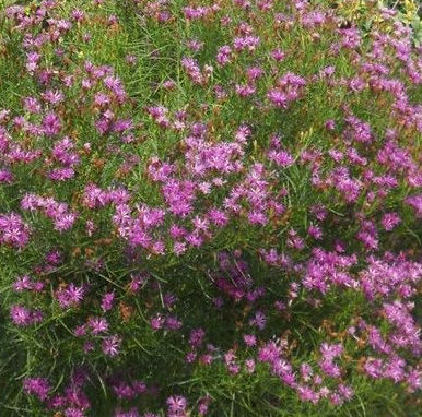 vernonia-lettermannii-iron-butterfly-narrow-leaf-ironweed